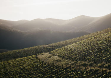 An aerial view of a vineyard in california - vineyard stock videos & royalty-free footage.