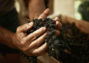 A man is holding a bunch of grapes in a crate.