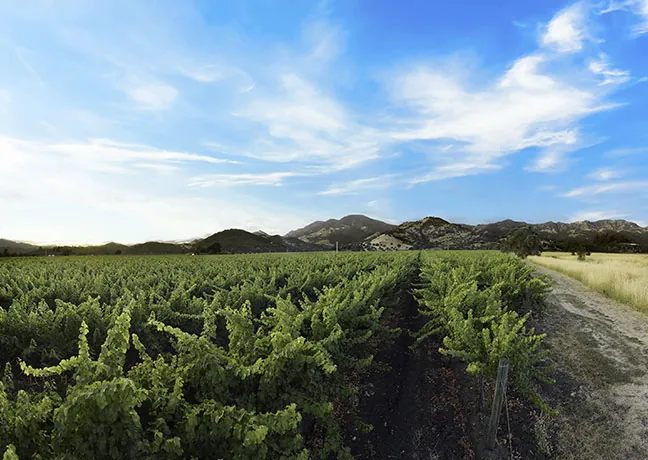 A vineyard in california.