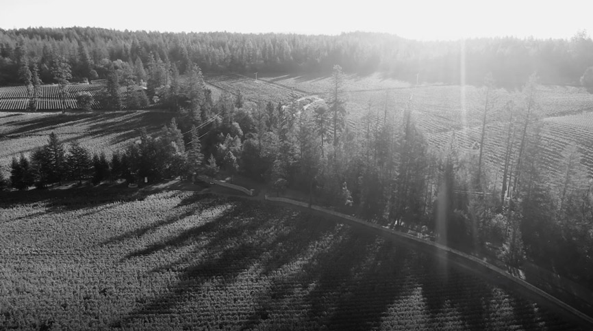 A black and white photo of a field and trees.