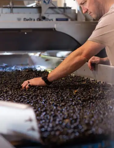 A man pouring grapes into a machine.