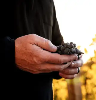 A man holding a bunch of grapes in his hands.