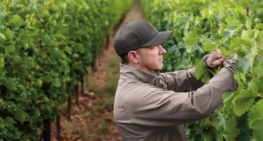 A man in a hat picking grapes in a vineyard.