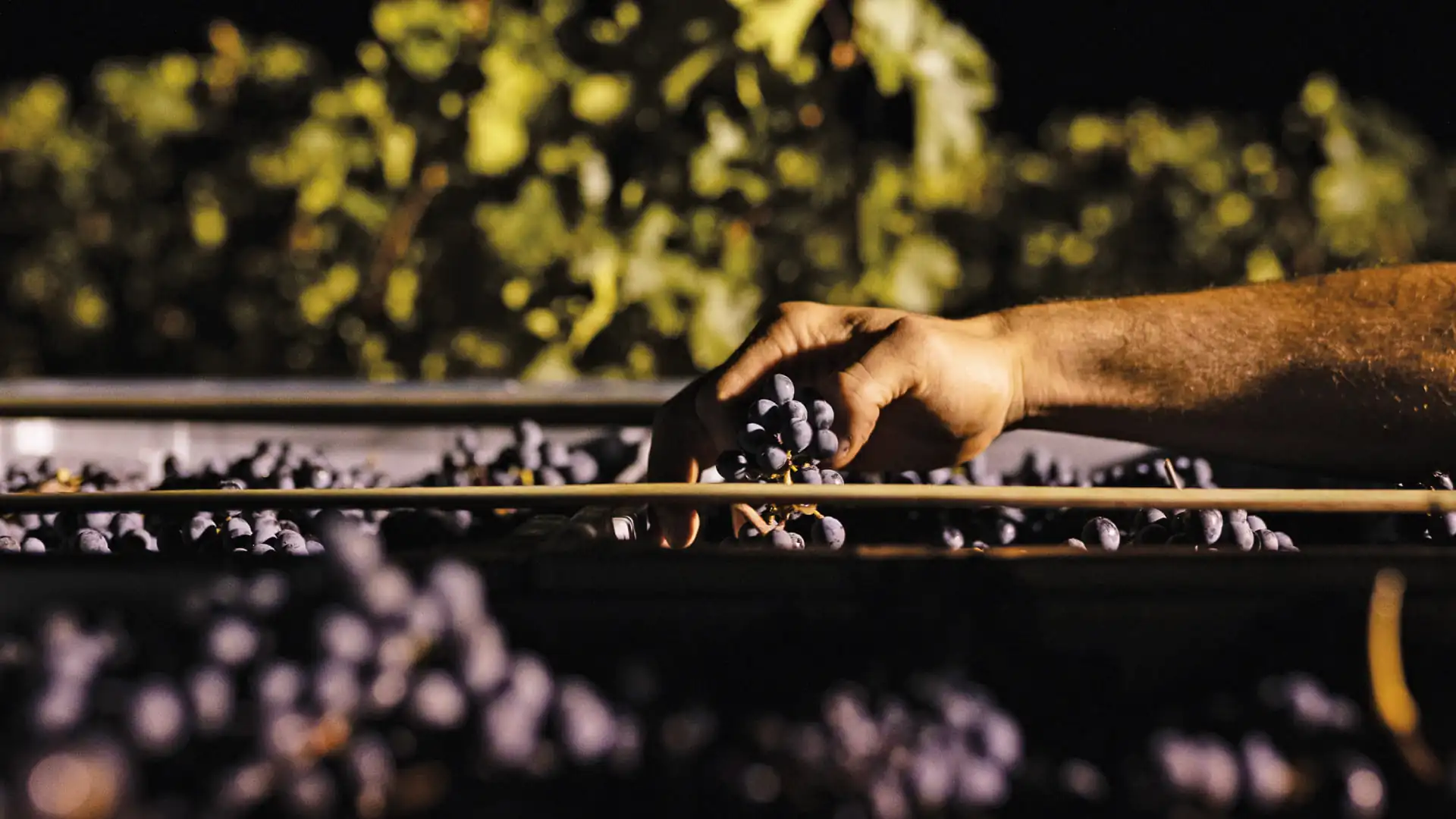 A person's hand holding a bunch of grapes.