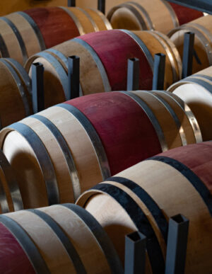 Wine barrels lined up in a wine cellar.