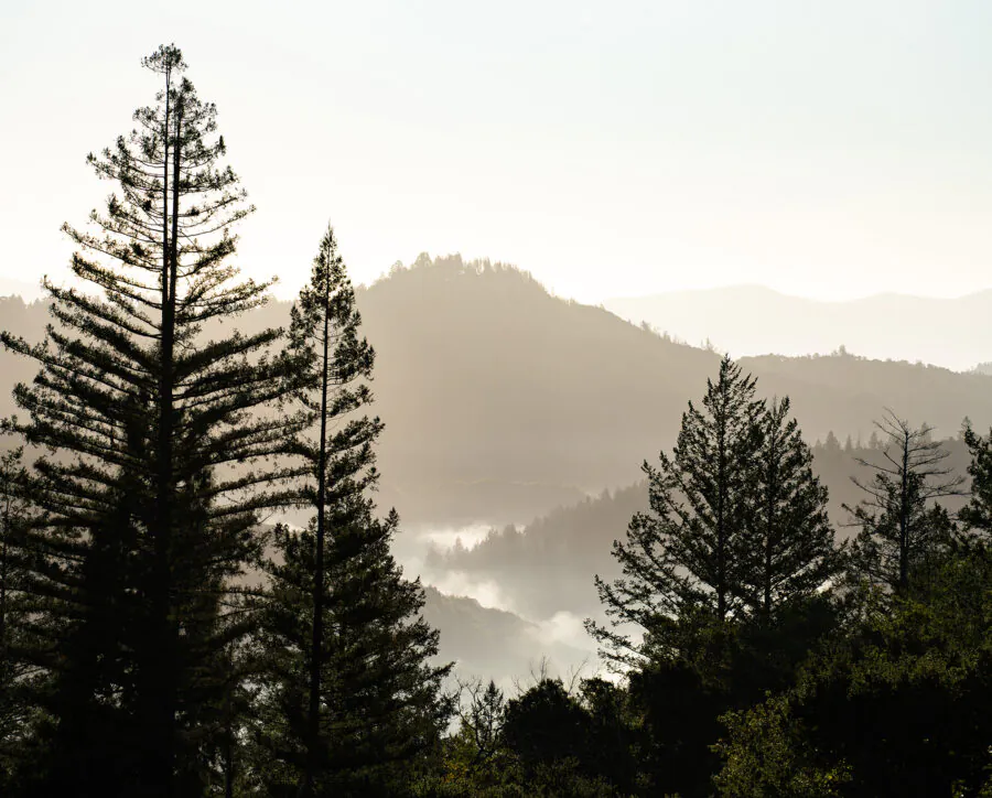 Tall pine trees in the foreground with mist rising among rolling hills and mountains in the background under a hazy sky.