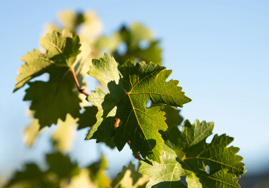 Close-up of green grapevine leaves in sunlight against a clear blue sky.