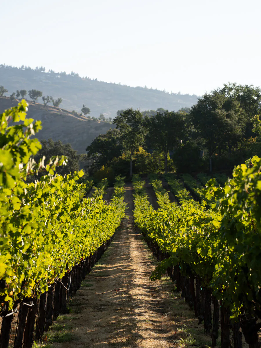 A straight dirt path runs through rows of grapevines in a vineyard, with green foliage and distant hills under a clear sky.