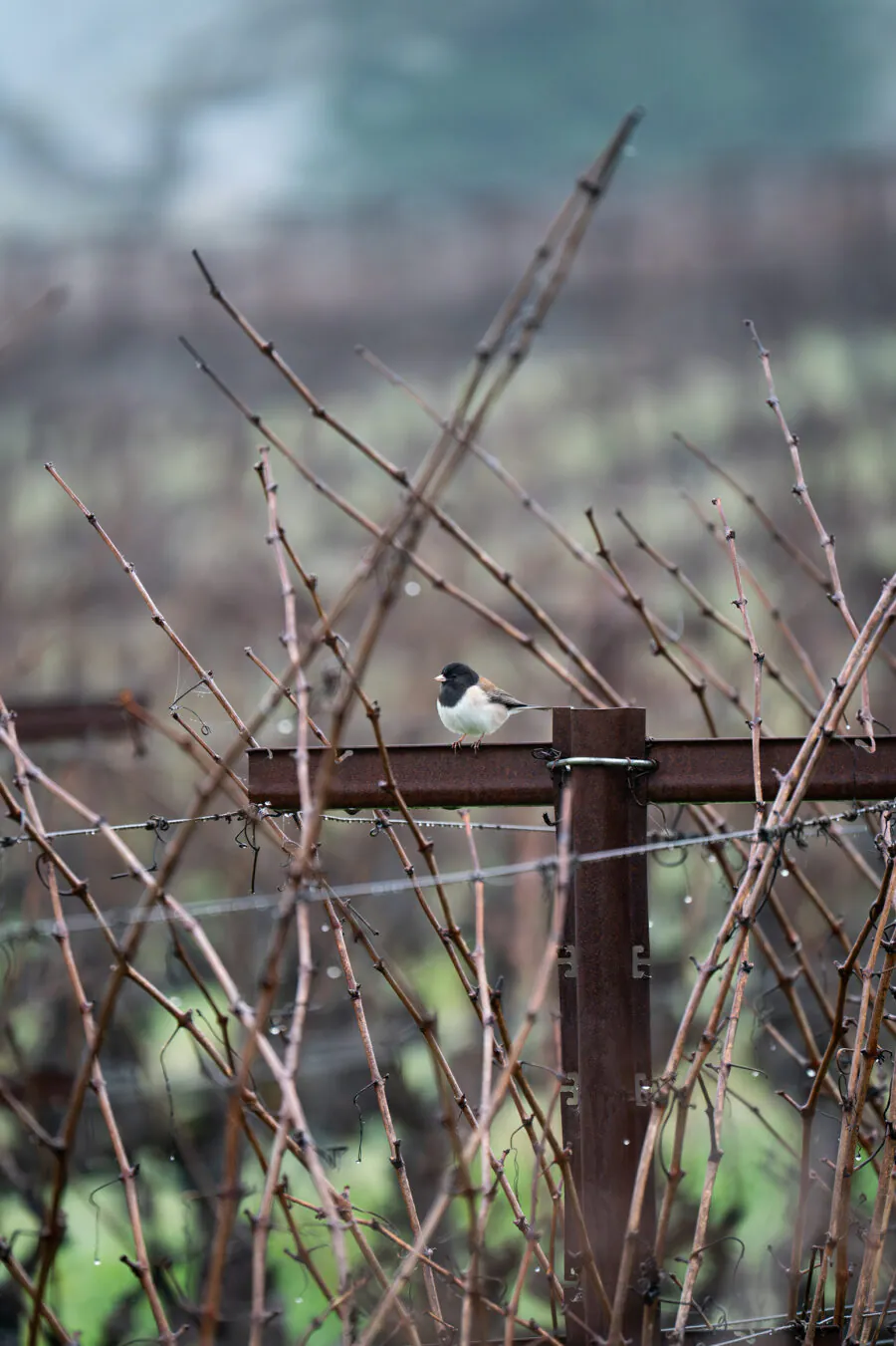 A small bird perches on a metal fence among bare, leafless branches in an outdoor setting.