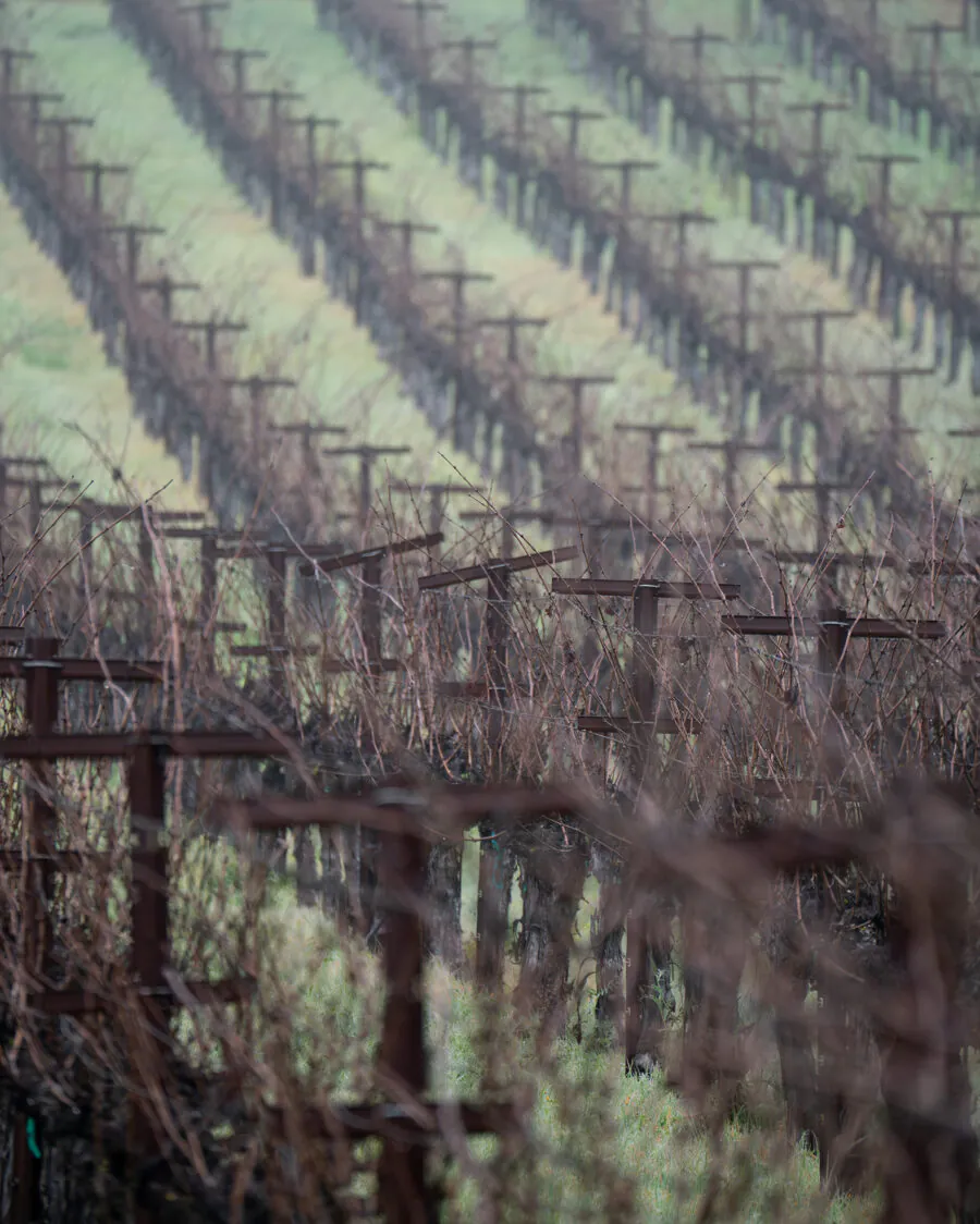 Rows of dormant grapevines in a vineyard stretch into the distance on a cloudy day, with bare branches and green grass visible below.