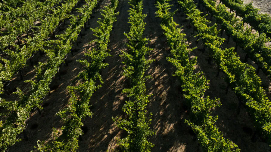 Aerial view of evenly spaced rows of green grapevines growing in a vineyard with bare soil between the plants.