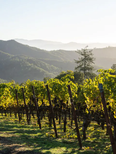 Rows of grapevines in a vineyard with green hills and layered mountains in the background under a clear sky.